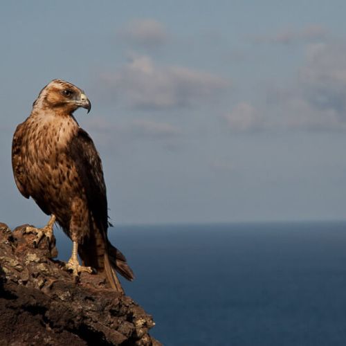 hawk sitting on a rock