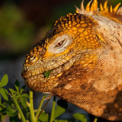 land iguana eating