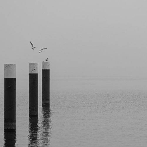 landscape lace constance